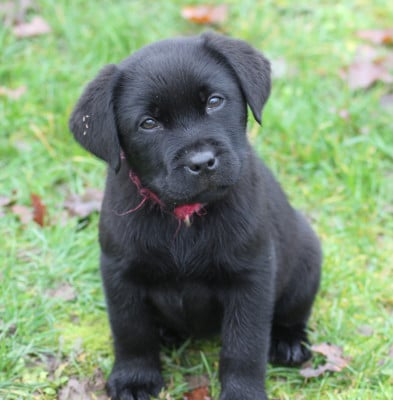 Les chiots de Labrador Retriever