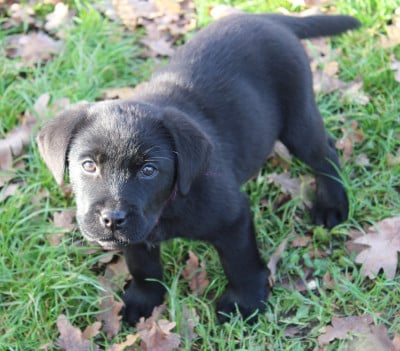 Les chiots de Labrador Retriever