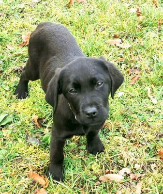 Les chiots de Labrador Retriever