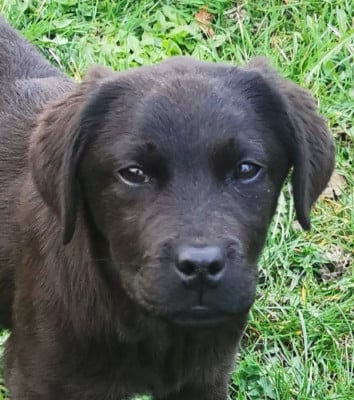 Les chiots de Labrador Retriever