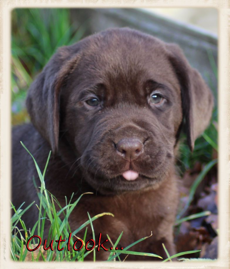 chiot Labrador Retriever de la Pommeraie
