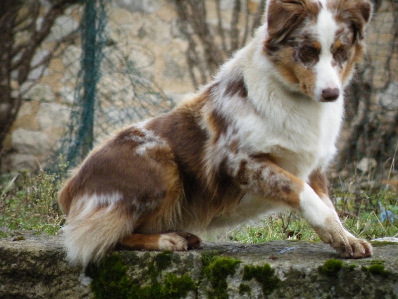 Publication : de la vallée rocheuse Auteur : dolores lavielle