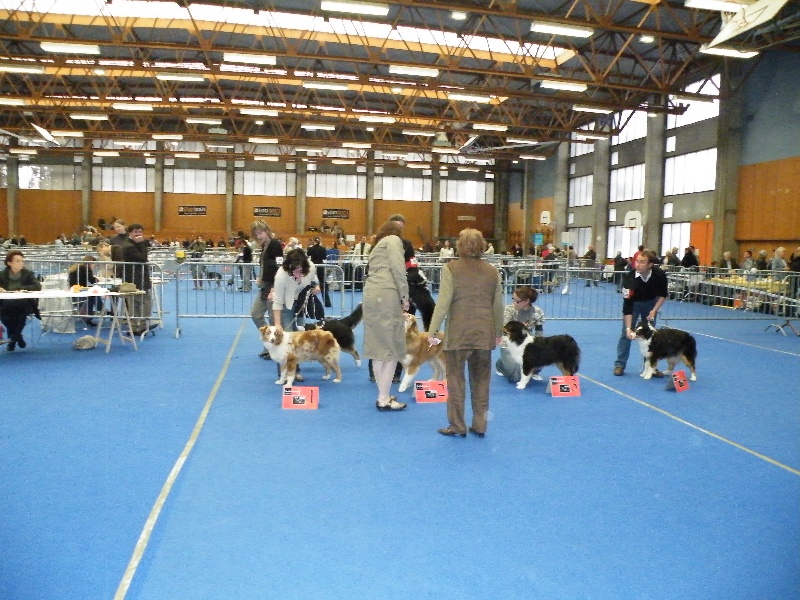 Dune Du rivage des mille etangs - 1ere excellent classe jeune femelle