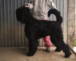 CH. Setextra alek de Koslova - CACS