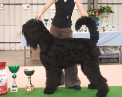 CH. Setextra alek de Koslova - MEILLEUR DE RACE+ 4ème MEILLEUR CHIEN DE L'EXPO