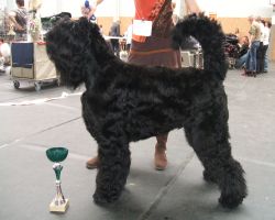 CH. Setextra alek de Koslova - CACS MEILLEUR DE RACE