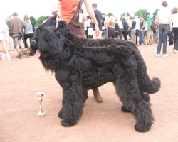 CH. Setextra alek de Koslova - CACS +MEILLEUR DE RACE