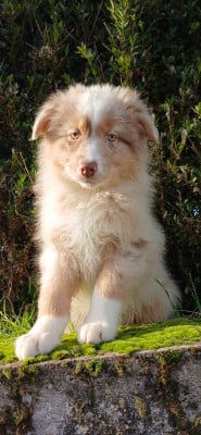 Les chiots de Berger Australien