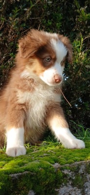 Les chiots de Berger Australien