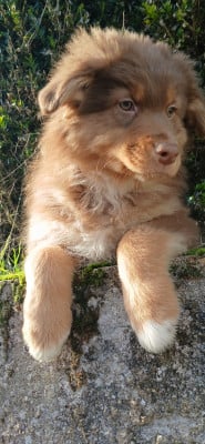 Les chiots de Berger Australien