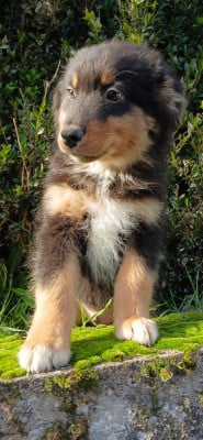 Les chiots de Berger Australien