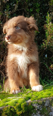 Les chiots de Berger Australien