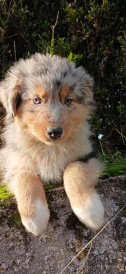 Les chiots de Berger Australien
