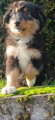 Les chiots de Berger Australien