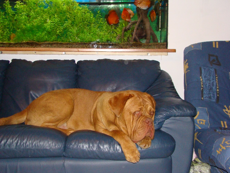 Publication : de la forêt des Korrigans