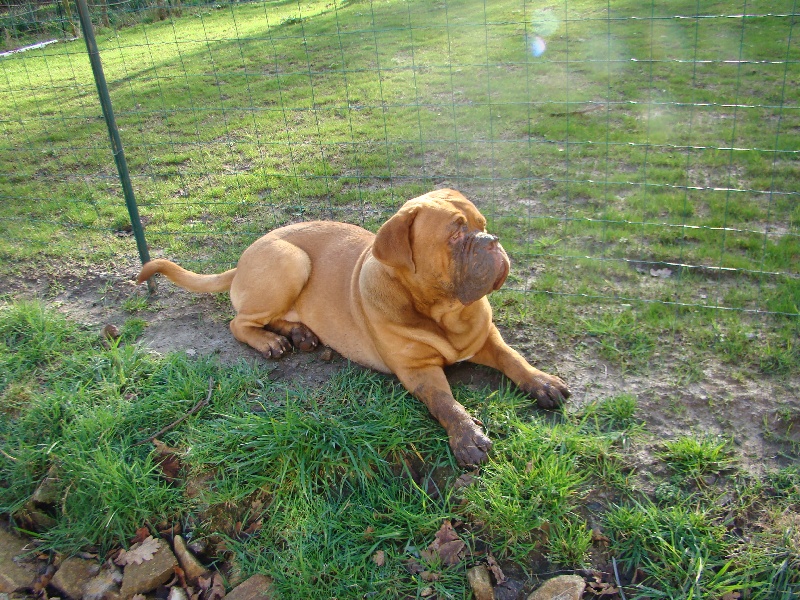Publication : de la forêt des Korrigans