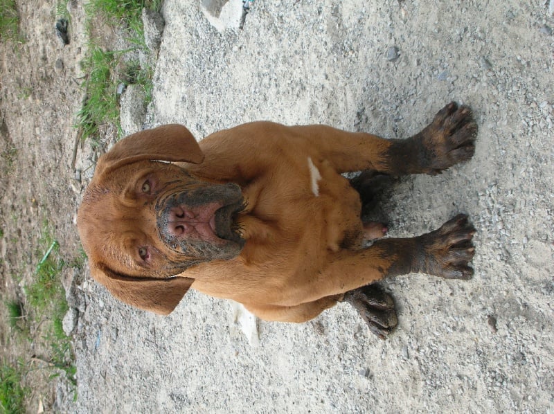 Publication : de la forêt des Korrigans