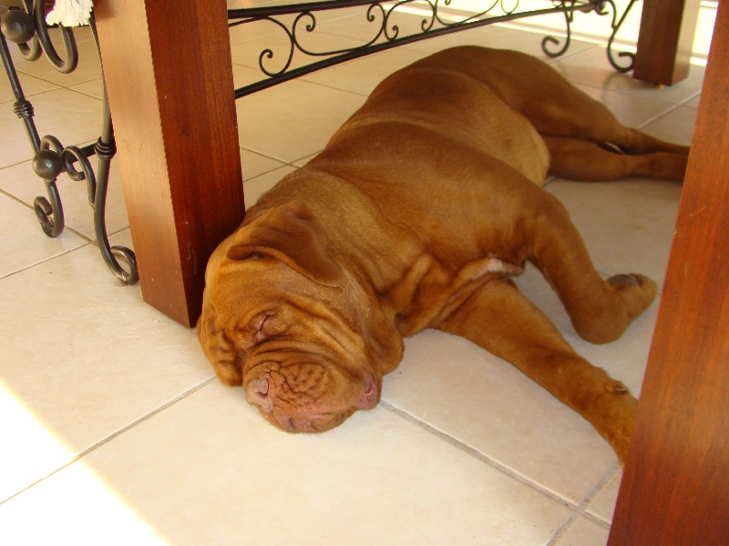 Publication : de la forêt des Korrigans