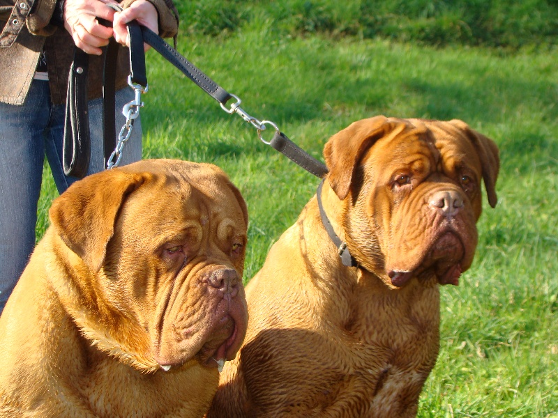Publication : de la forêt des Korrigans