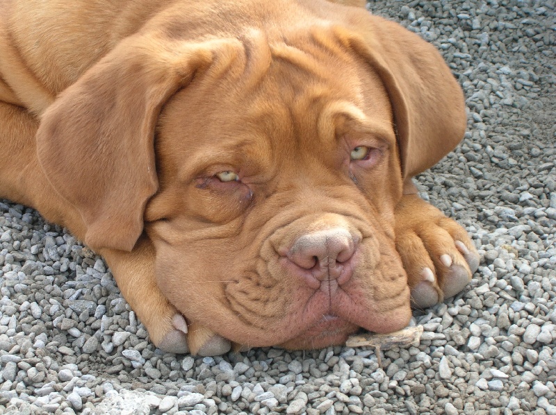 Publication : de la forêt des Korrigans