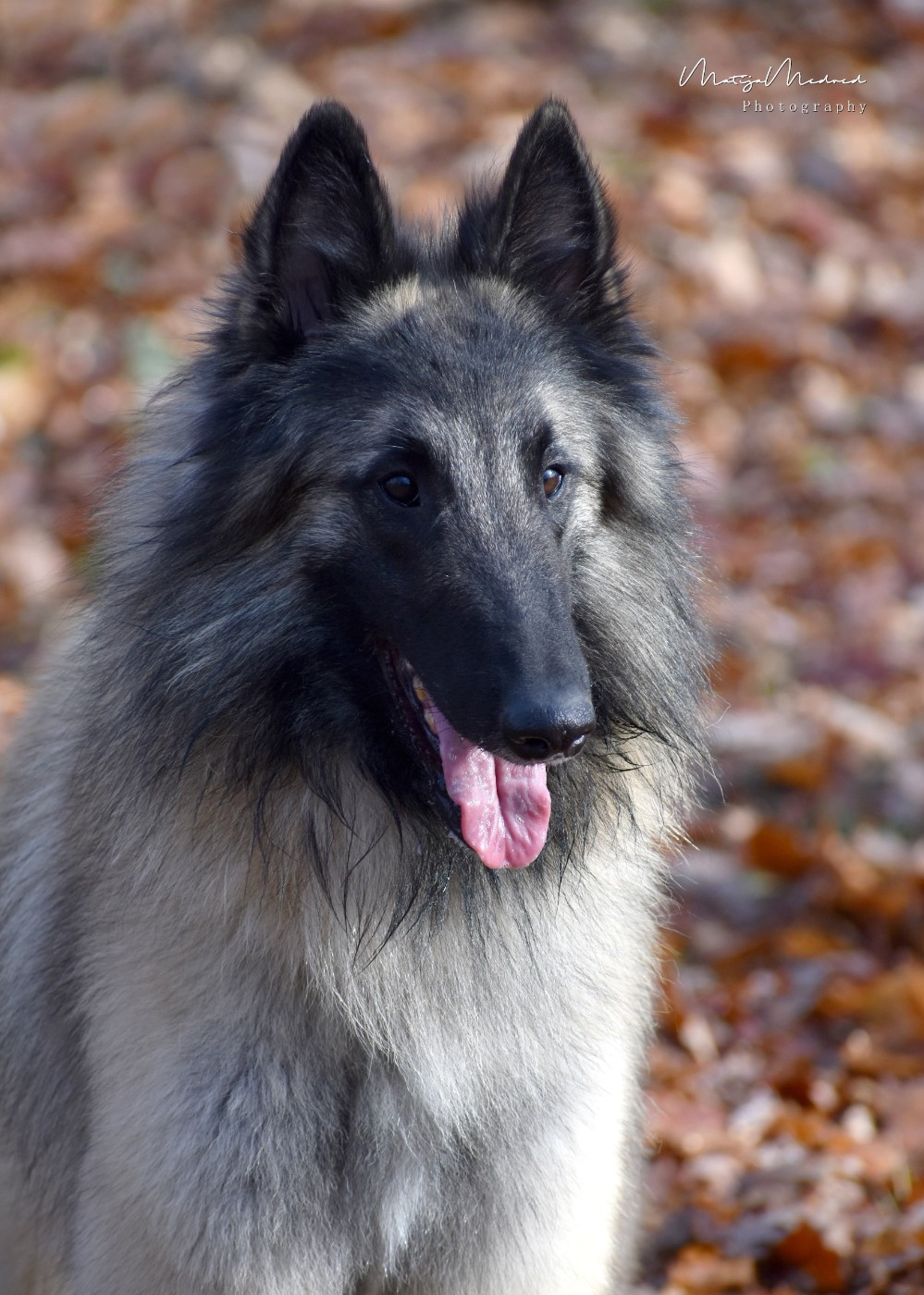 CH. Shepherds Of Paradise Veni vidi vici