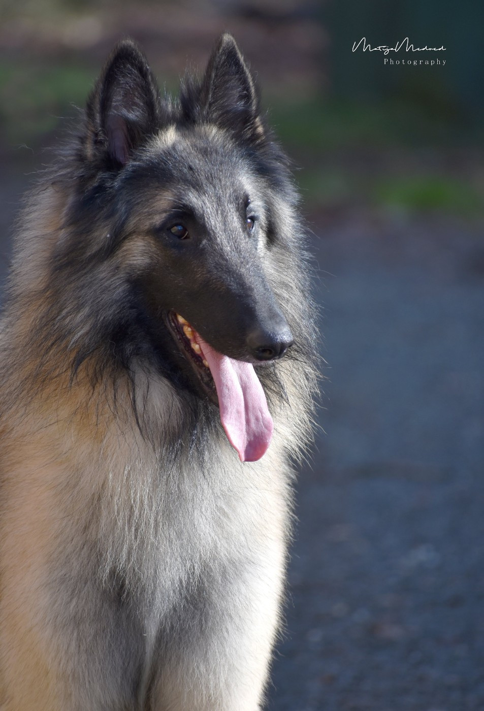 CH. Shepherds Of Paradise Veni vidi vici