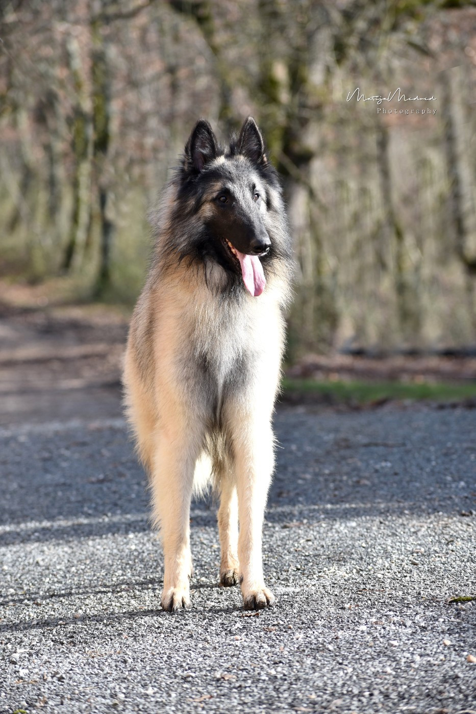 CH. Shepherds Of Paradise Veni vidi vici