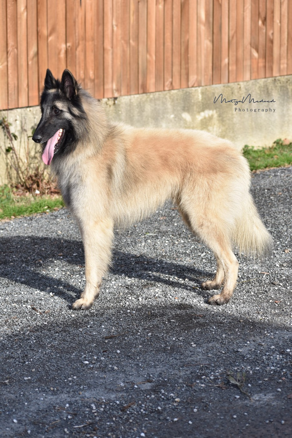 CH. Shepherds Of Paradise Veni vidi vici