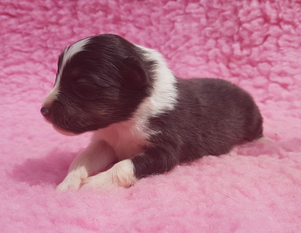 CHIOT - Shetland Sheepdog