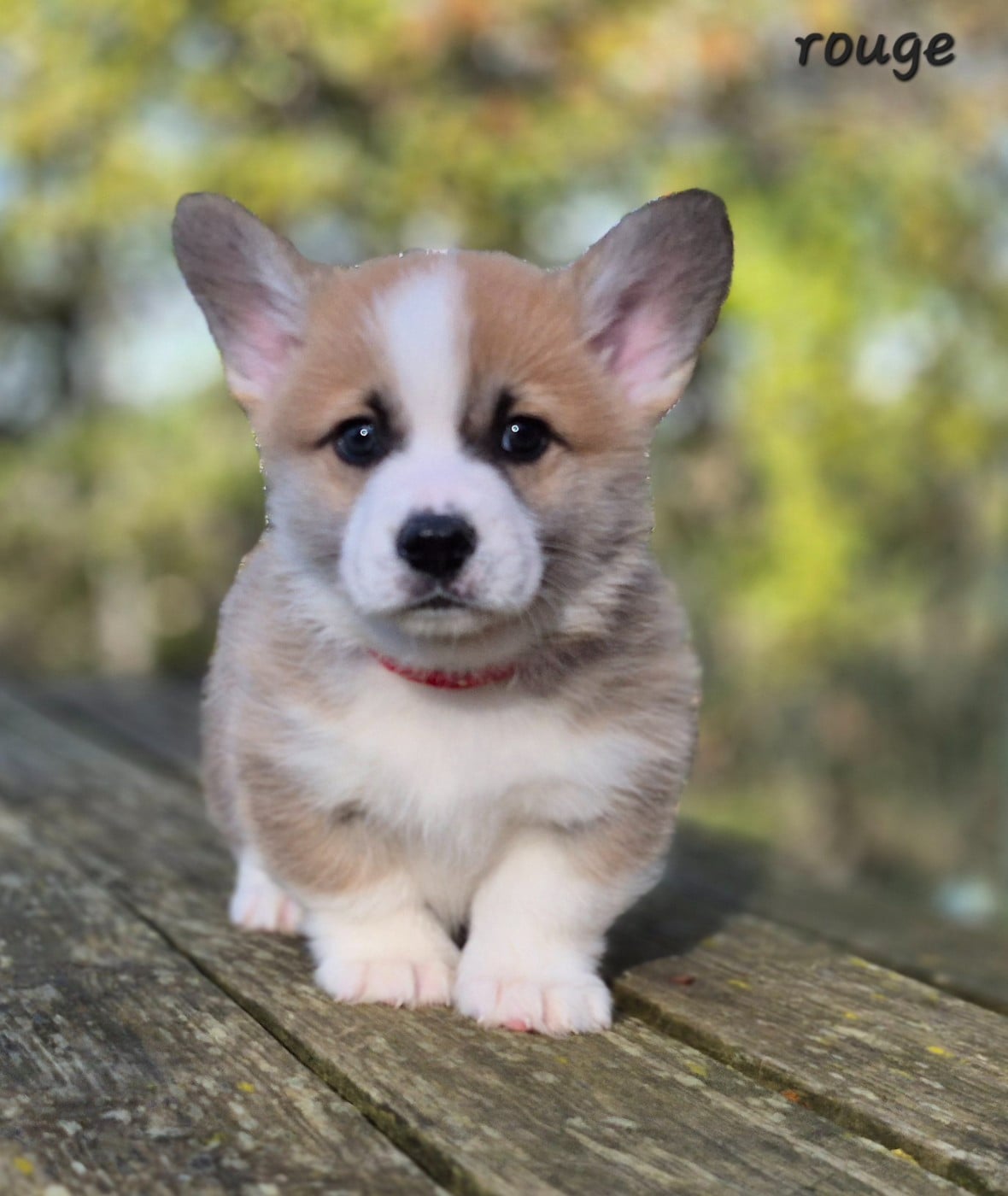 CHIOT 7 - Welsh Corgi Pembroke