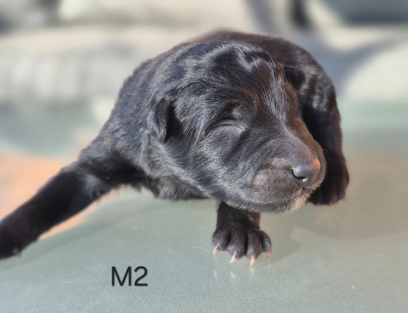 Chiot N°2 - Berger Belge