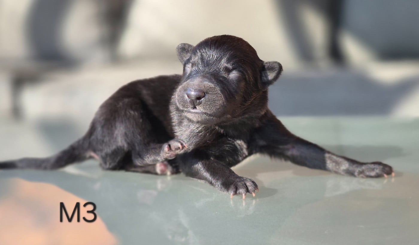 Chiot N°3 - Berger Belge