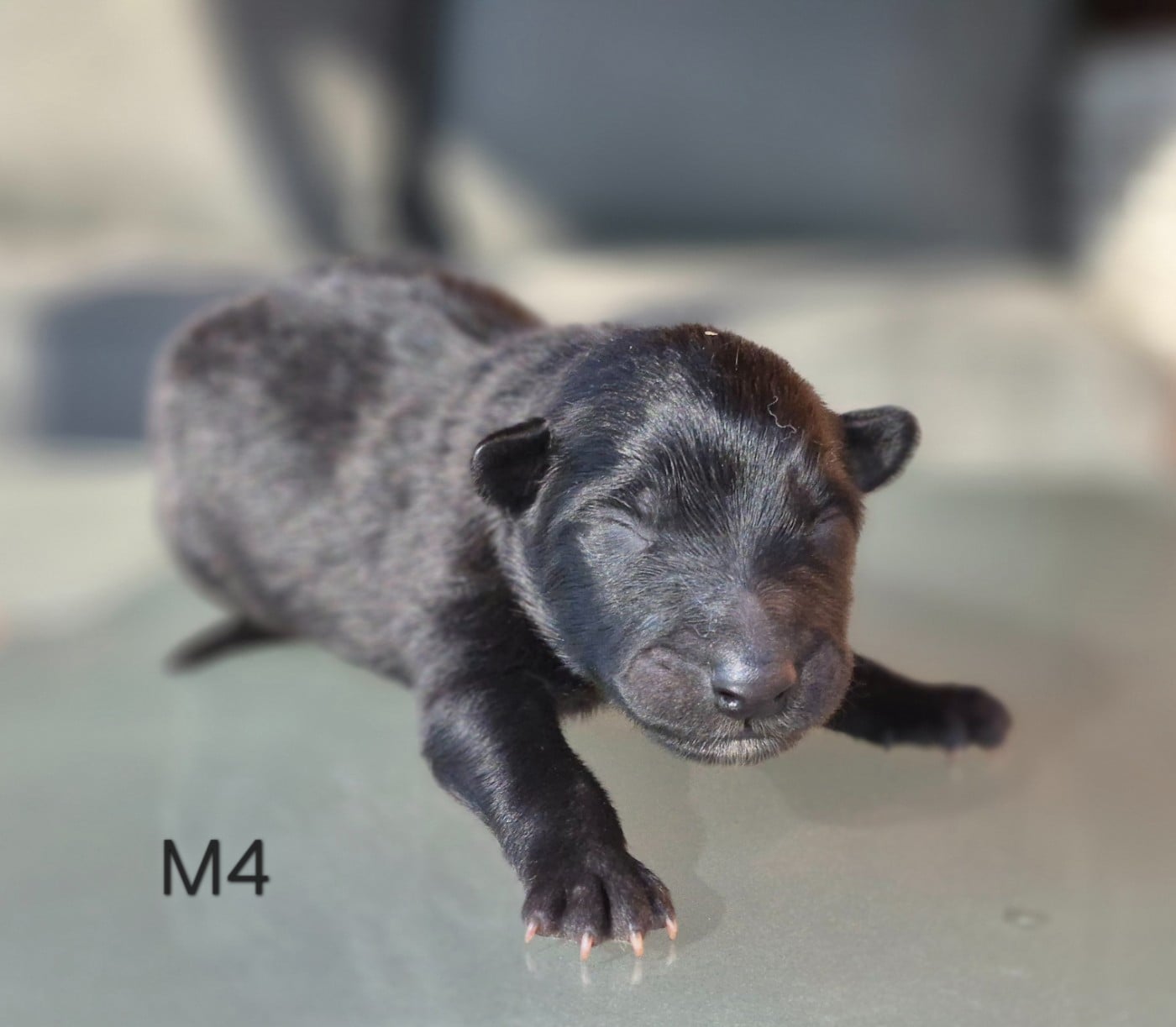 Chiot N°4 - Berger Belge