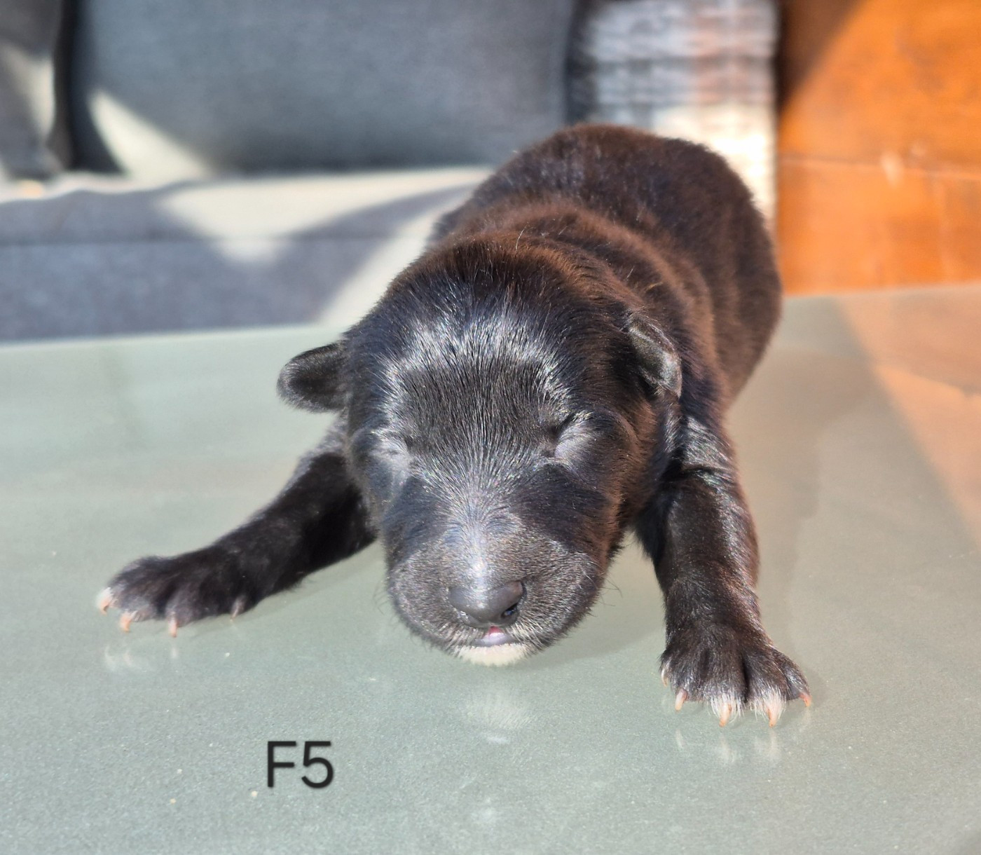 Chiot N°9 - Berger Belge