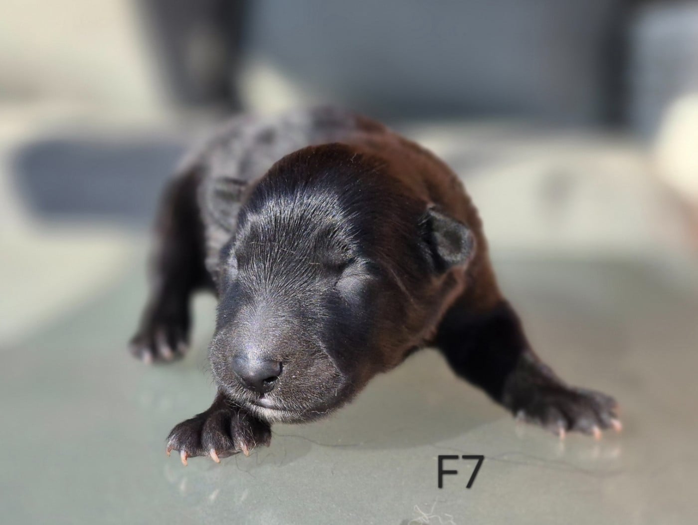 Chiot N°11 - Berger Belge