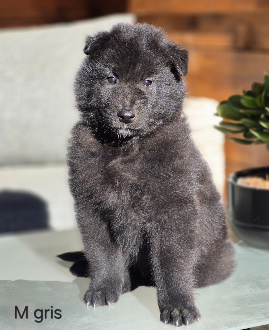 Chiot N°2 - Berger Belge