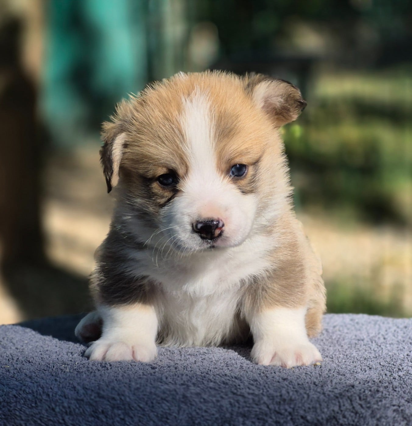 Chiot N°2 - Welsh Corgi Pembroke