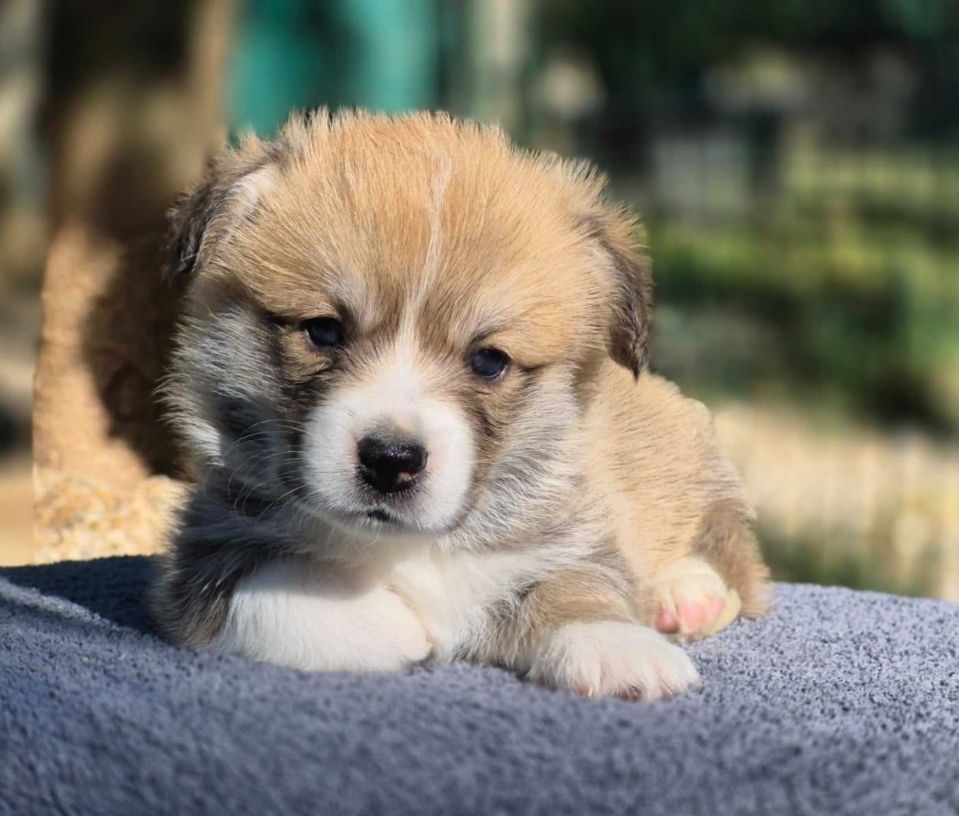 Chiot N°3 - Welsh Corgi Pembroke