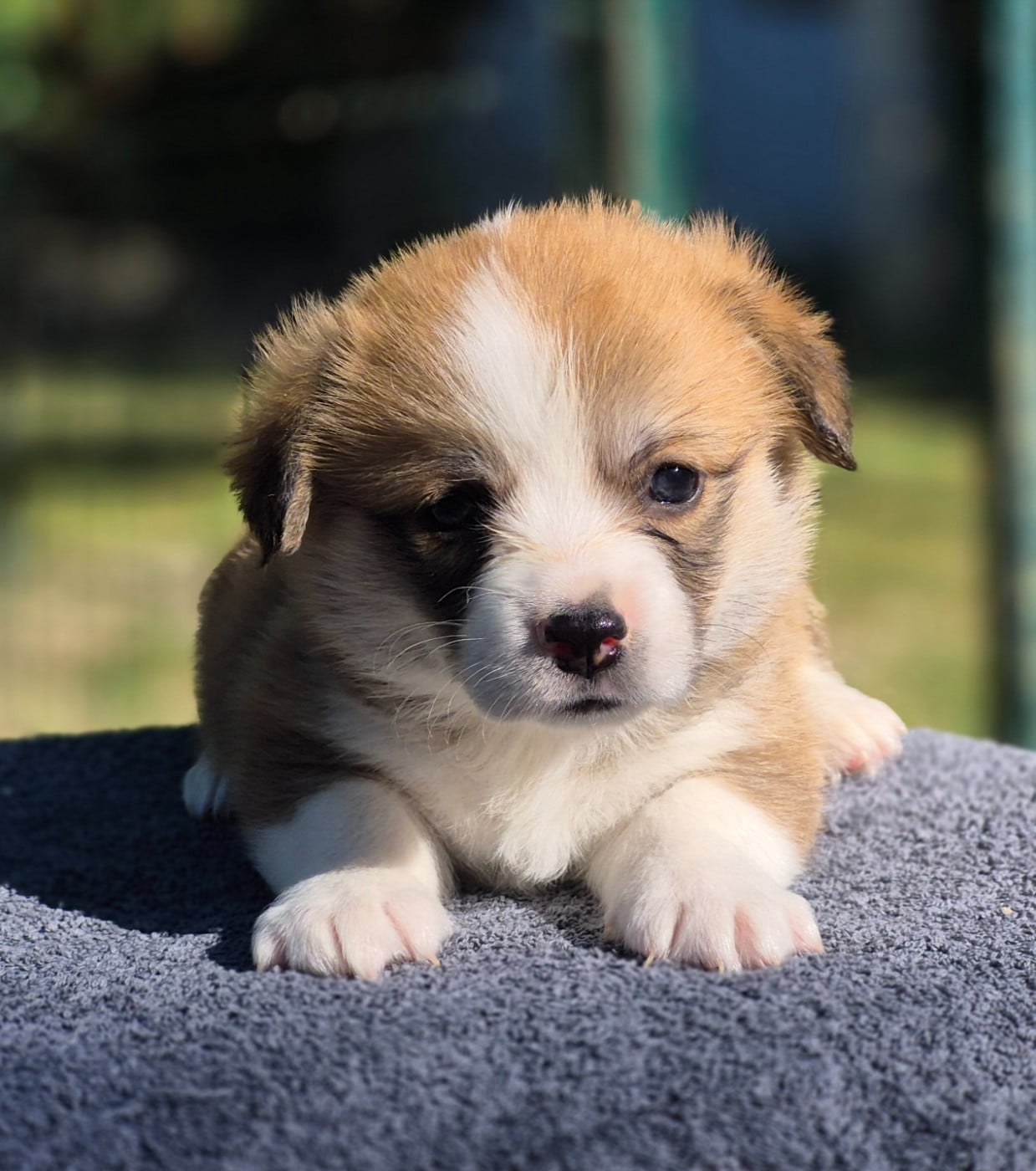 Chiot N°7 - Welsh Corgi Pembroke