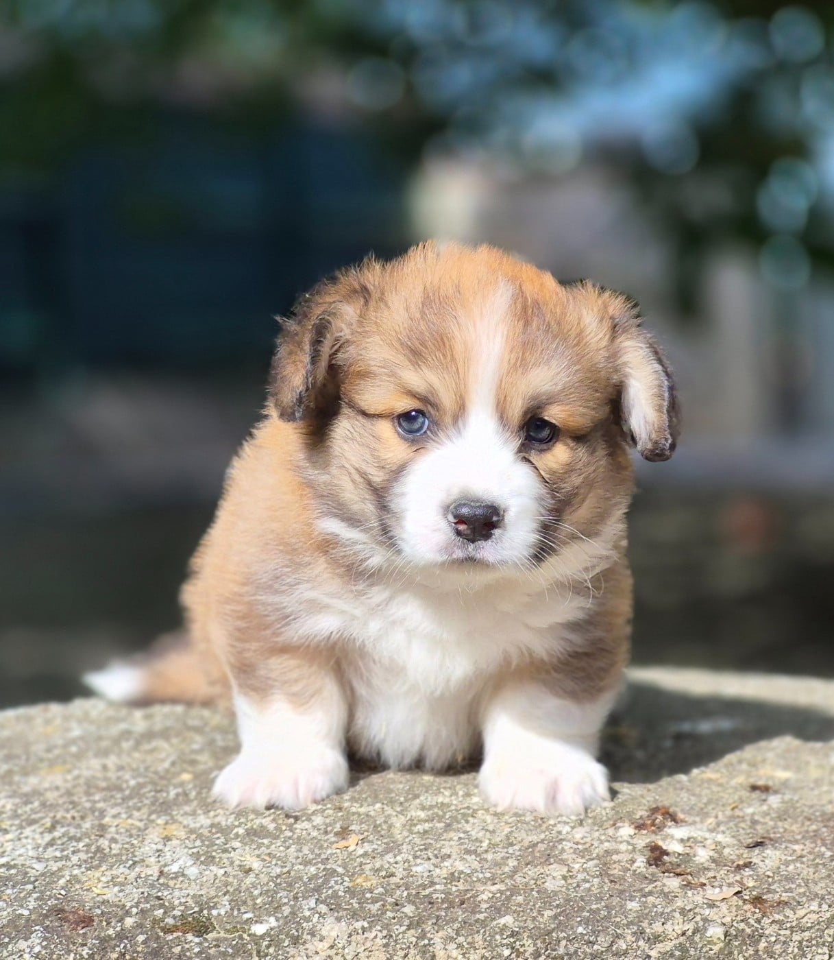 Chiot N°1