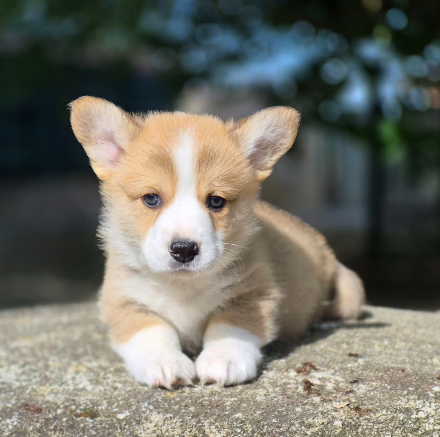 Chiot N°2