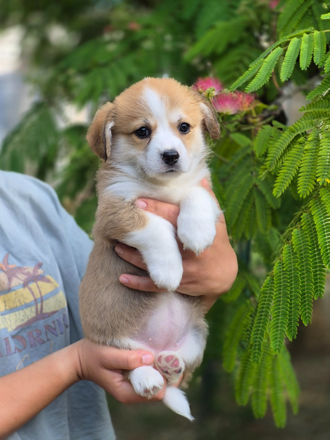 Chiot N°7