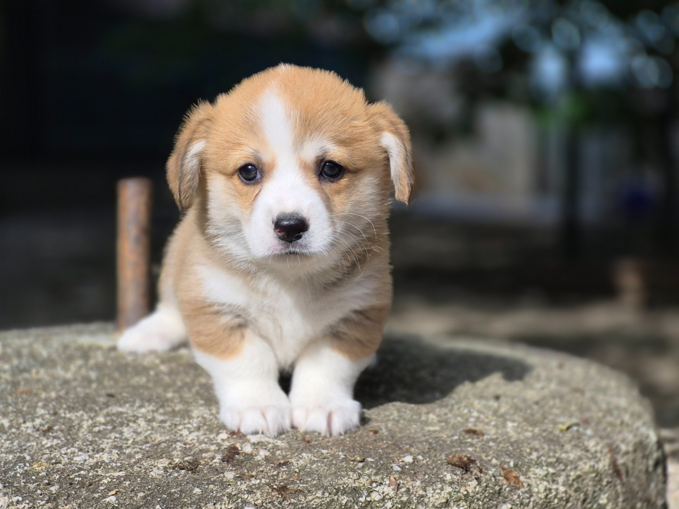 Chiot N°7