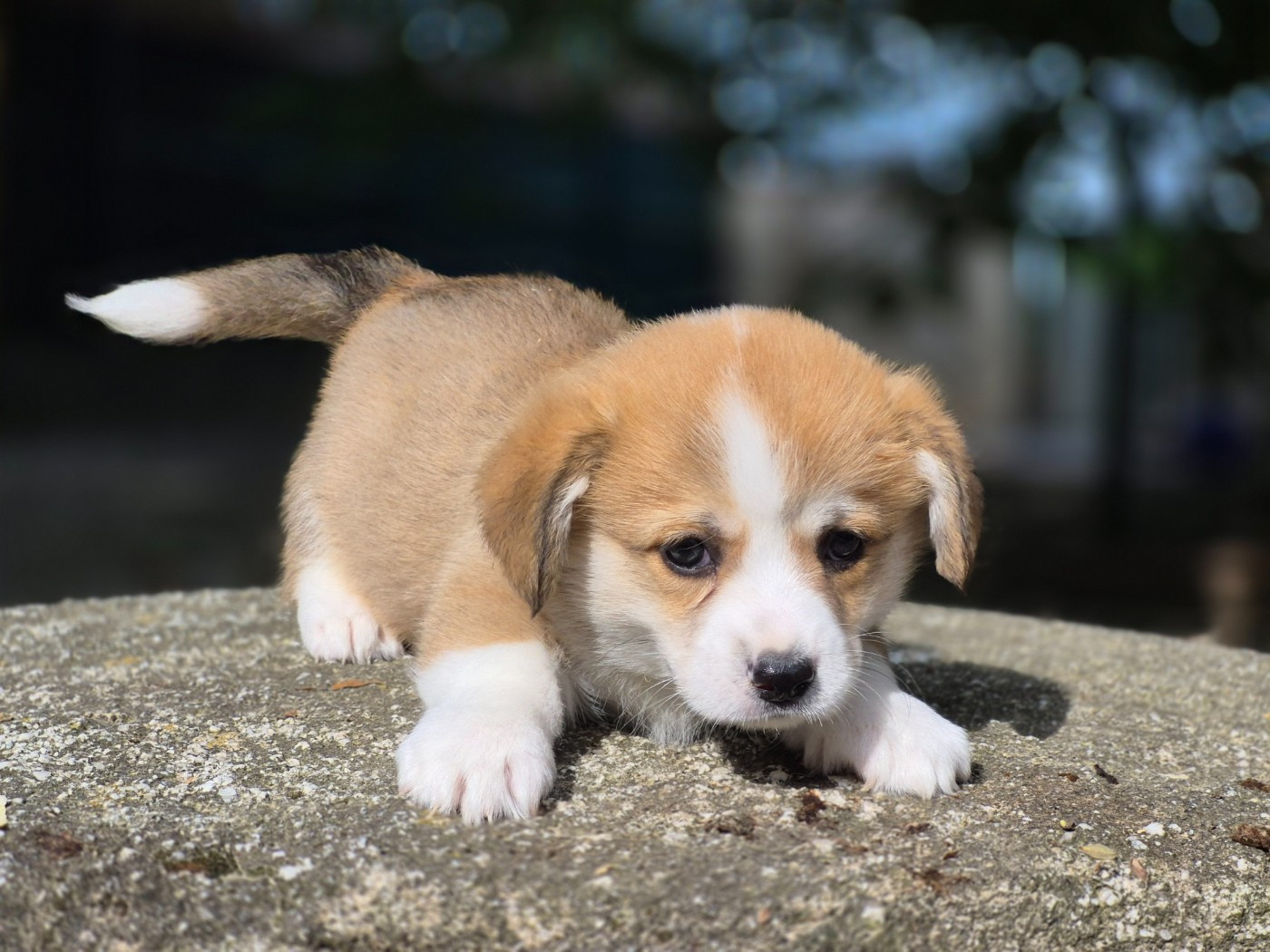 Chiot N°7