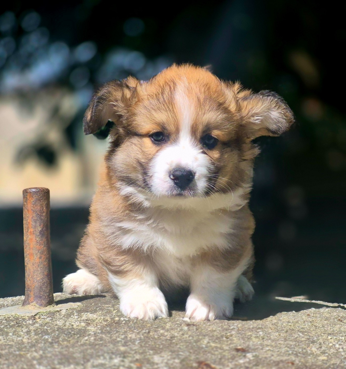 Chiot N°1