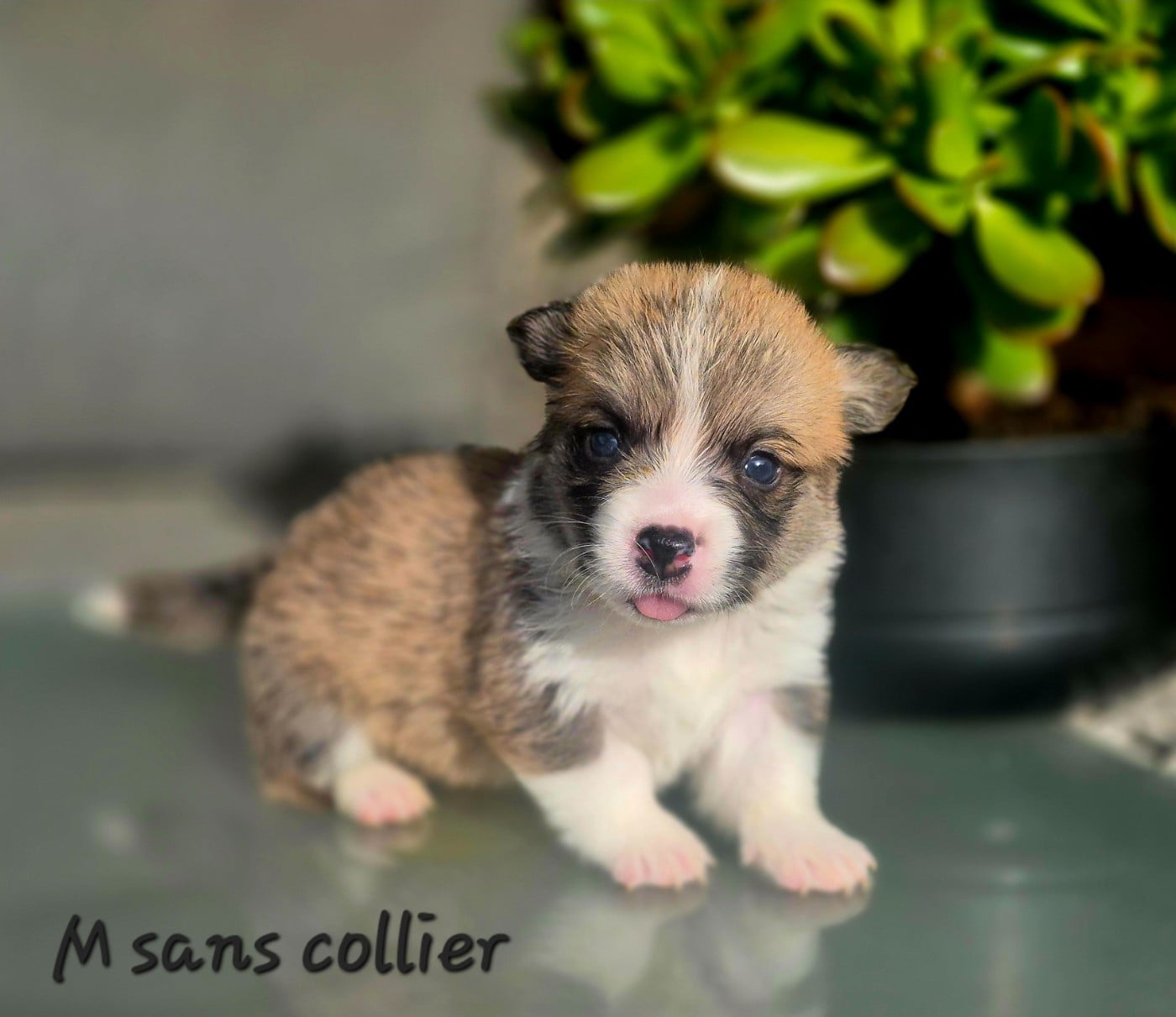 Chiot N°1 - Welsh Corgi Pembroke