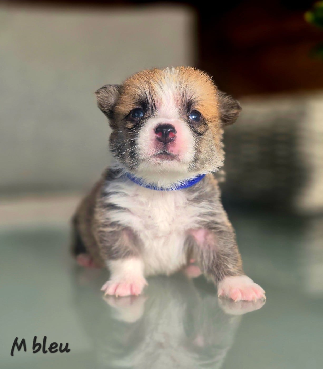 Chiot N°2 - Welsh Corgi Pembroke