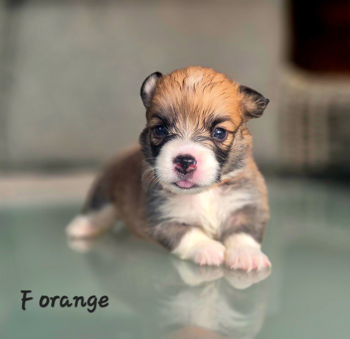 Chiot N°4 - Welsh Corgi Pembroke