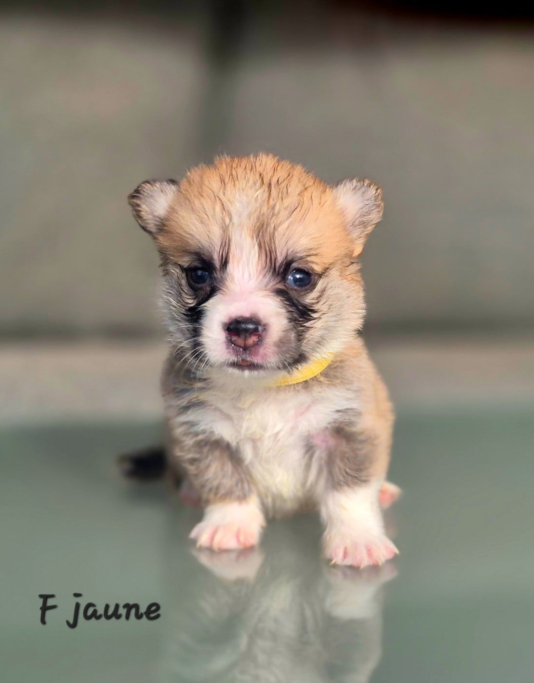 Chiot N°5 - Welsh Corgi Pembroke