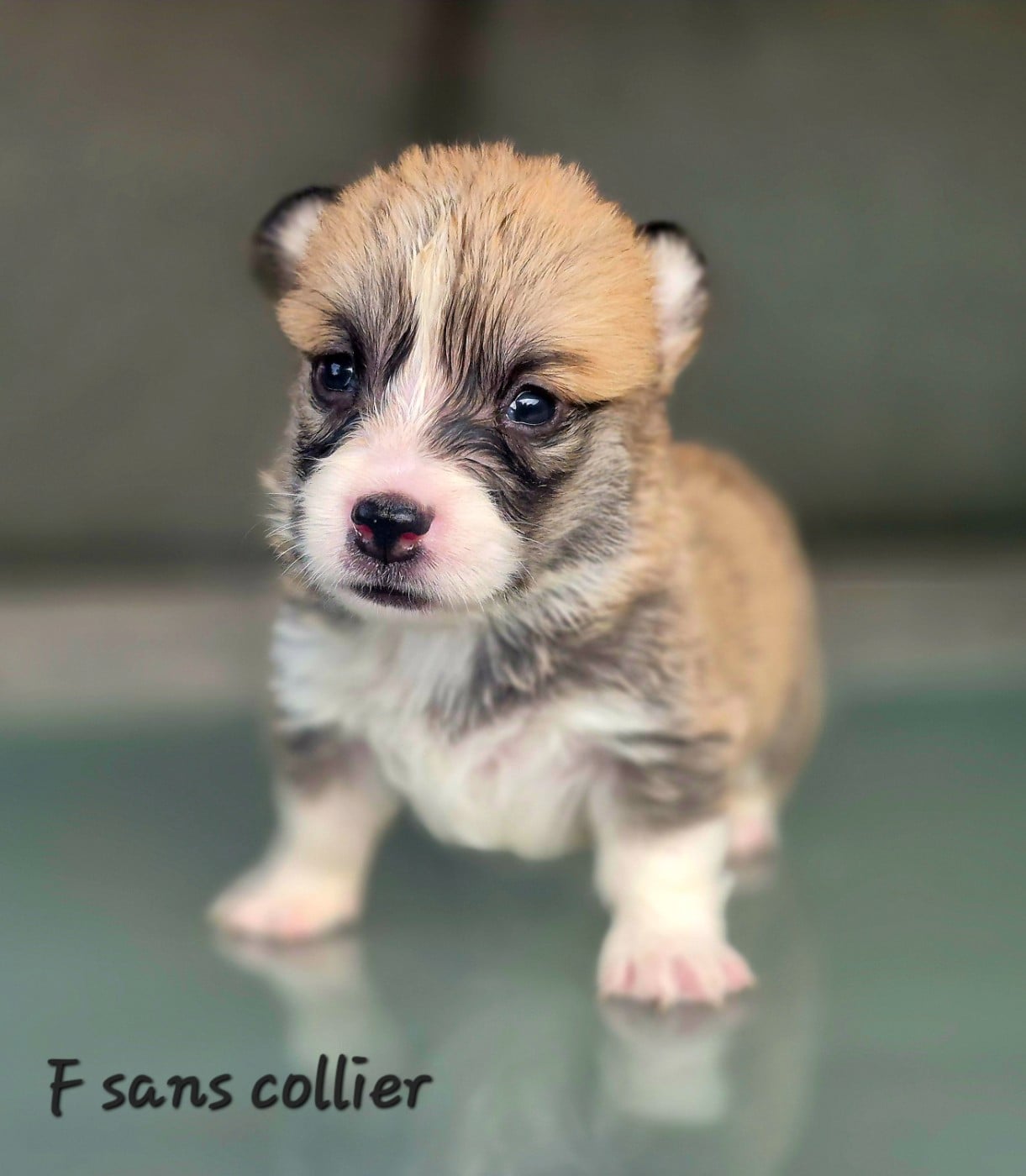 Chiot N°6 - Welsh Corgi Pembroke